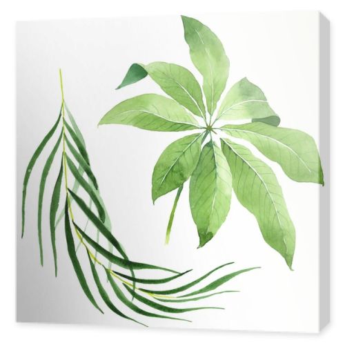 Exotic tropical hawaiian green palm leaves isolated on white. Watercolor background set. 