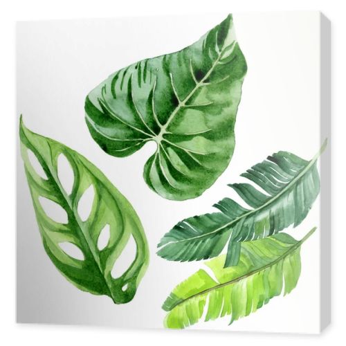 Exotic tropical hawaiian palm tree leaves isolated on white. Watercolor background illustration set. 