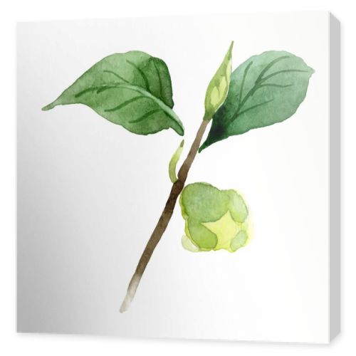 Camellia bud with green leaves isolated on white. Watercolor background set.