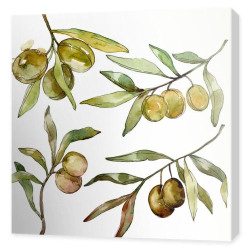 Green olives watercolor background. Watercolour drawing aquarelle. Green leaf isolated olives illustration element.