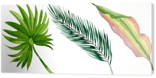 Palm beach tree leaves jungle botanical. Watercolor background illustration set. Isolated leaves illustration element.