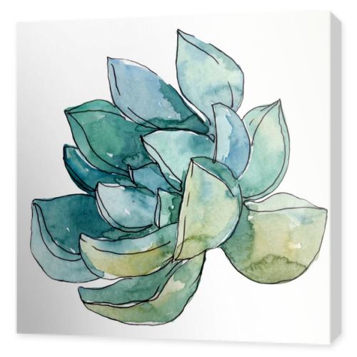 Succulents floral botanical flowers. Wild spring leaf wildflower. Watercolor background illustration set. Watercolour drawing fashion aquarelle. Isolated succulent illustration element.