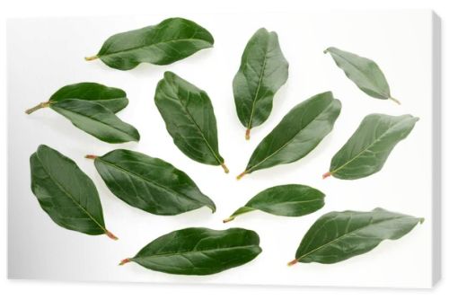 Pomegranate leaves isolated on white background