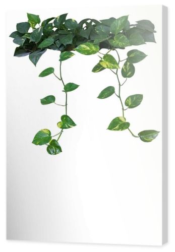 Heart shaped green yellow leaves of devil's ivy or golden pothos with hanging branches isolated on white background, clipping path included.