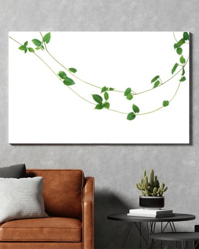 Jungle vines liana plant with heart shaped green leaves of Cowslip creeper (Telosma cordata), nature frame layout isolated on white background with clipping path.