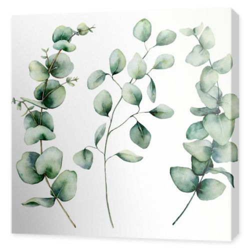 Watercolor silver dollar eucalyptus set. Hand painted baby, seeded and silver dollar eucalyptus branch isolated on white background. Floral illustration for design, print, fabric or background.