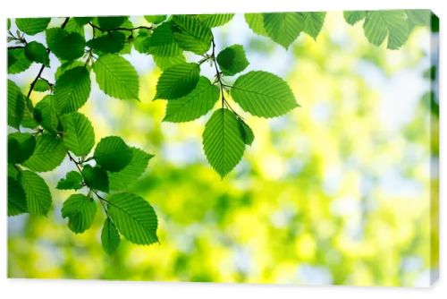 green leaves background in sunny day