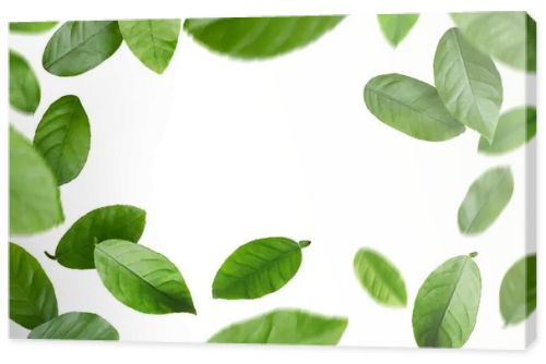 Green citrus leaves swirling in air against white background