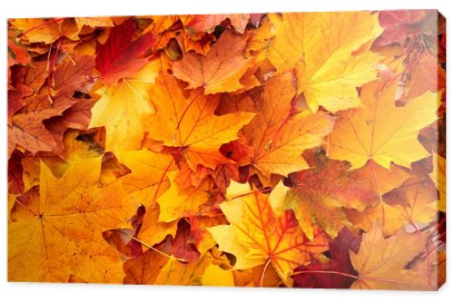 Background group autumn orange leaves.