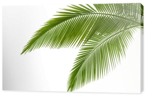 Palm leaves