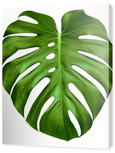 Monstera leaf.