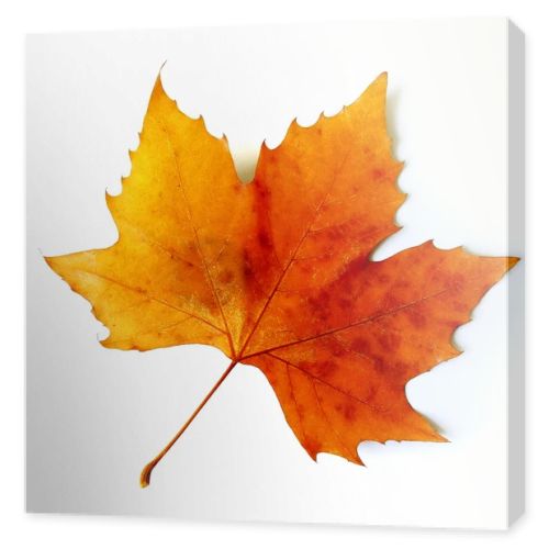 Fall Leaf