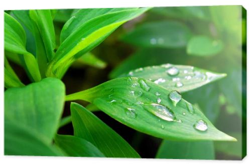 Drops on Leafs