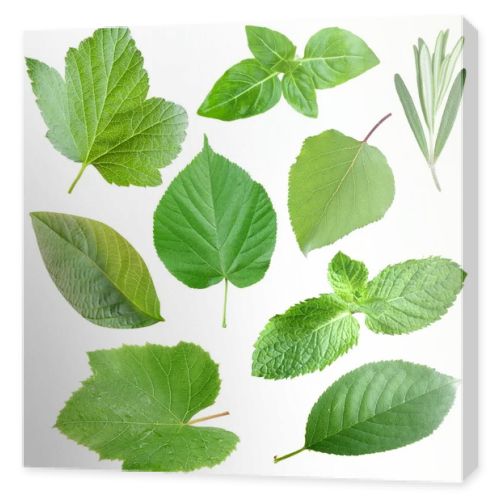 Collection of garden leaves