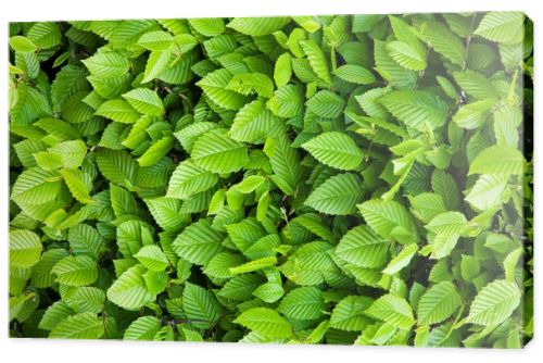 Green leaves background