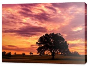 Piękne rozłożyste drzewo na tle pupurowego nieba z chmurami o zachodzie słońca