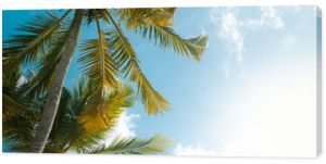 Tropikalny krajobraz palmy kokosowe na tle nieba i słońca