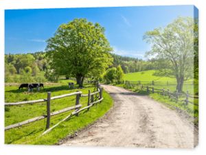 Krajobraz wiejski krajobrazu pole i trawa z wypasanymi krowami na pastwisku w wiejskiej scenerii z panoramicznym widokiem na wiejską drogę