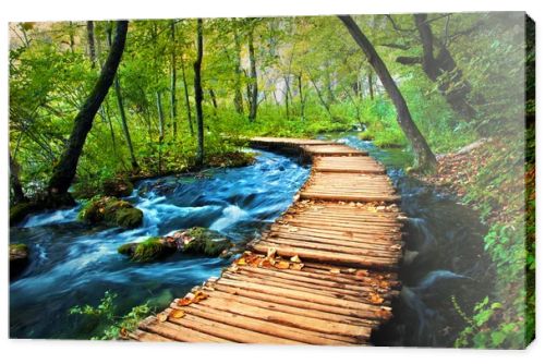 Deep forest stream. Crystal clear water.