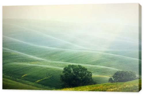 The hills in the Italian Tuscany