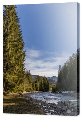 Landscape with tall spruce trees and mountain river 