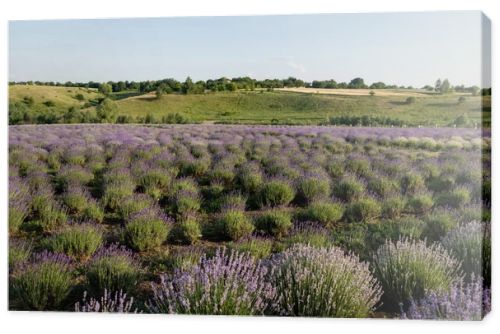 lavender flowers blooming in meadow on summer day