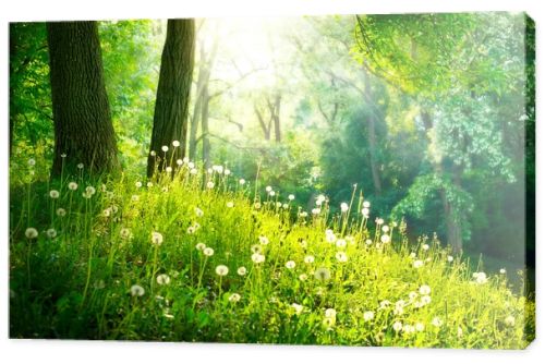 Spring Nature. Beautiful Landscape. Green Grass and Trees