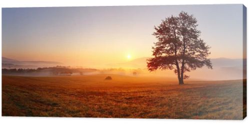 Alone tree on meadow at sunset with sun and mist - panorama