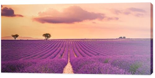 Wonderful nature landscape, amazing sunset scenery with blooming lavender flowers. Moody sky, pastel colors on bright landscape view. Floral panoramic meadow nature in lines with trees and horizon