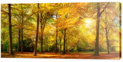 Gorgeous autumn panorama of a sunny forest