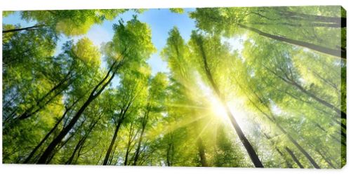 Enchanting sunshine on green treetops