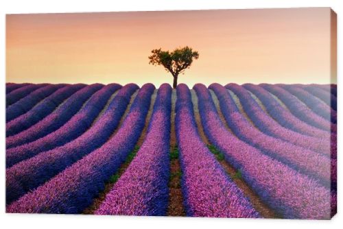 Lavender and lonely tree uphill on sunset. Provence, France