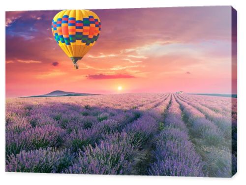 Lavender field summer sunset landscape near Valensole.Provence,France