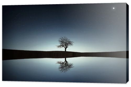 Tree reflected in the lake