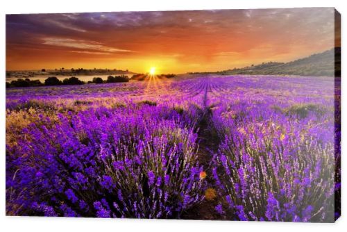 Beautiful landscape of lavender field with setting sun and orange sky