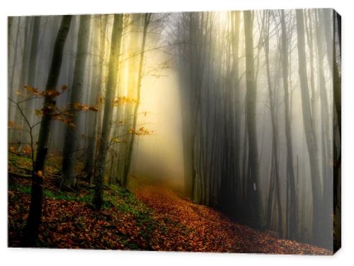 Mystical lights in the forest