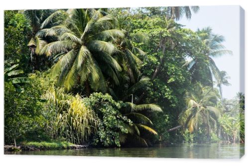 tropical trees over river