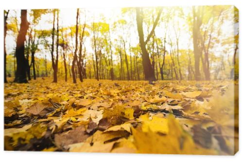 yellow fallen leaves