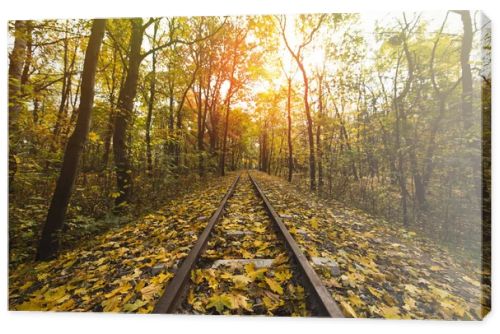 railroad in autumn forest