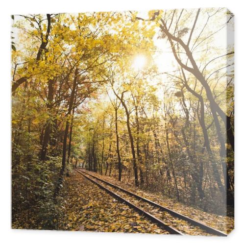 railroad in autumn forest