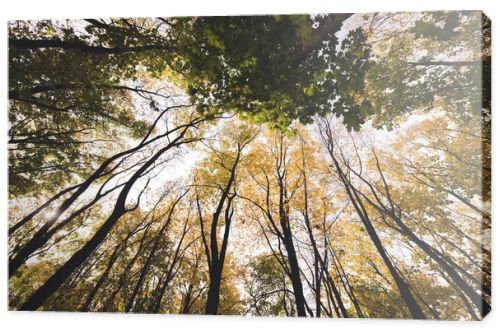 autumn forest on sunny day