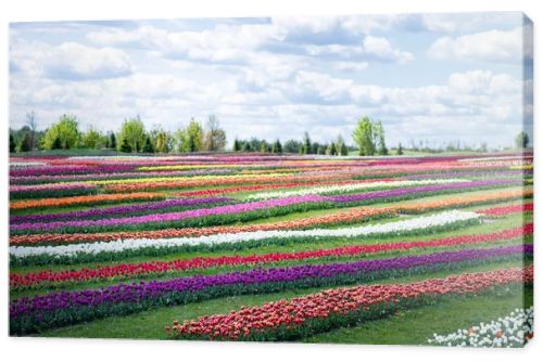 colorful tulips field with blue sky and clouds