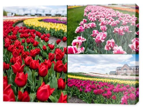 selective focus of colorful tulips field and house, collage