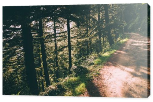 beautiful green trees and footpath in Indian Himalayas, Dharamsala, Baksu