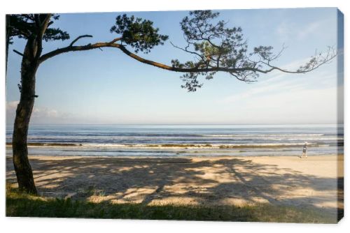 tree on coastline