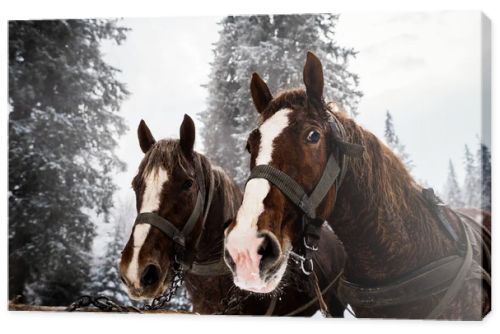 horses with horse harness in snowy mountains with pine trees