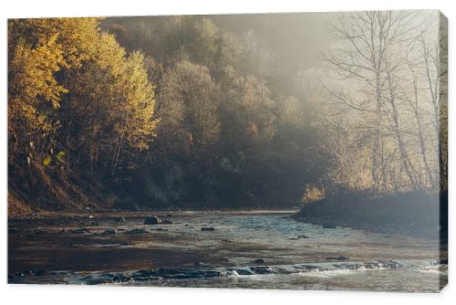 dramatic shot of mountain river and beautiful golden trees, Carpathians, Ukraine