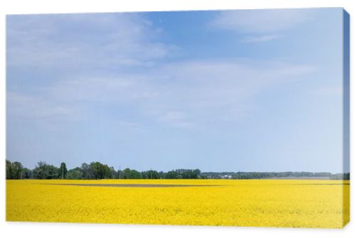 yellow wildflowers on field against blue sky 