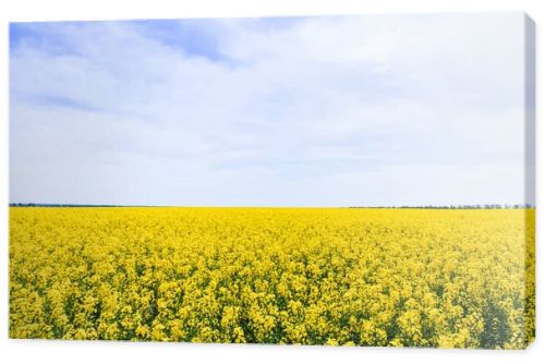 yellow and blossoming wildflowers against sky with clouds in summer 