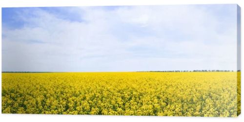 panoramic concept of yellow and blooming wildflowers against sky with clouds 